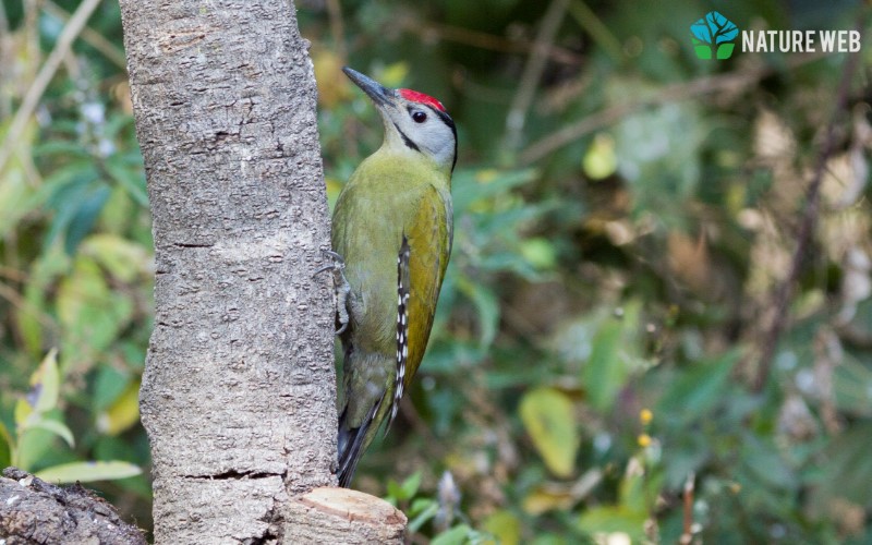 Tree-clinging Birds